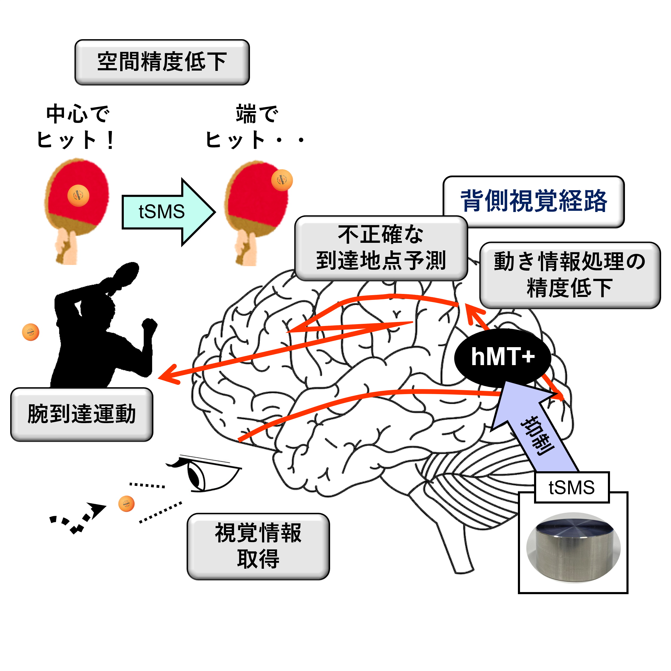 髙見研究員の論文内容が、日本神経科学学会の速報誌「神経科学速報」に取り上げられました。